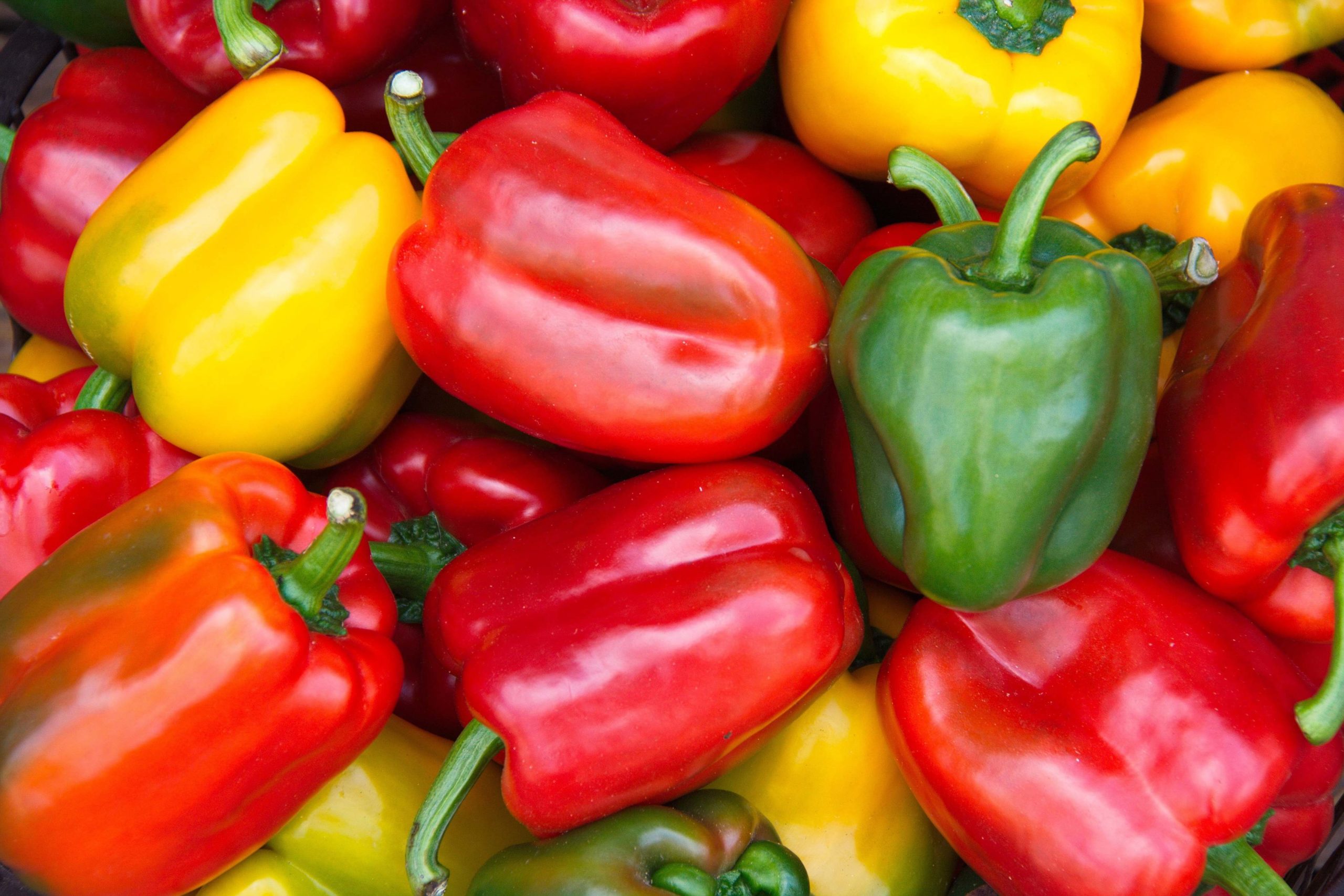 pimientos California en varios estados de maduración