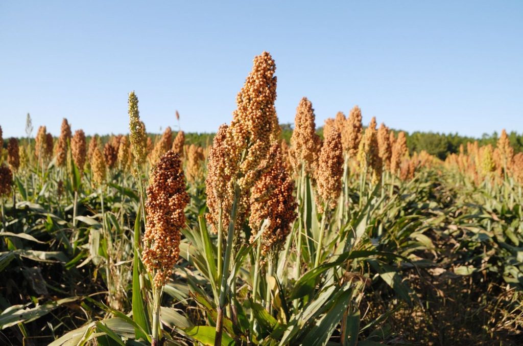 cultivo de sorgo azucarero